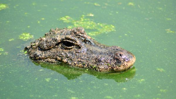 40 alligators eat, tear apart 72-years man