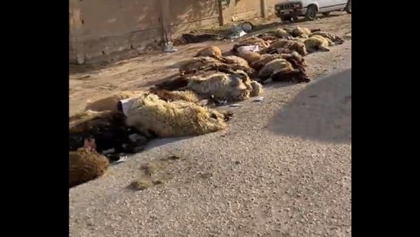 اغنام نافقة في حفر الباطن بالسعودية