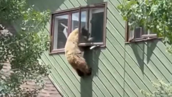 الدب الجائع