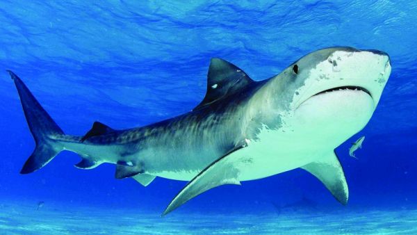 حوادث مأساوية في البحر الأحمر 