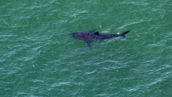 سمكة قرش (أ ف ب)