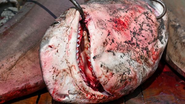 سمكة قرش بعد اصطيادها (أ ف ب)