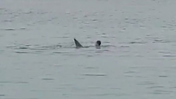 مصرع السائح الروسي الذي التهمته سمكة قرش في البحر الأحمر