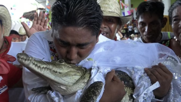 Alligator 