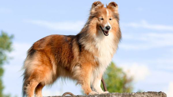 Human dog