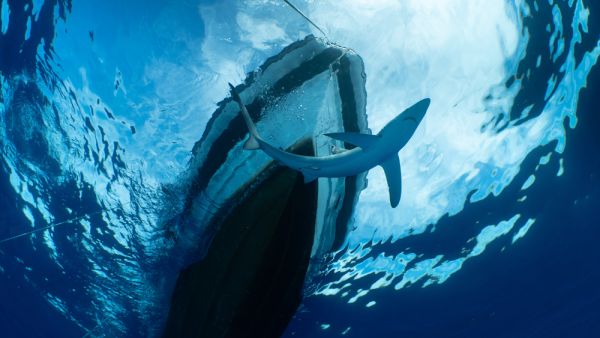 Shark