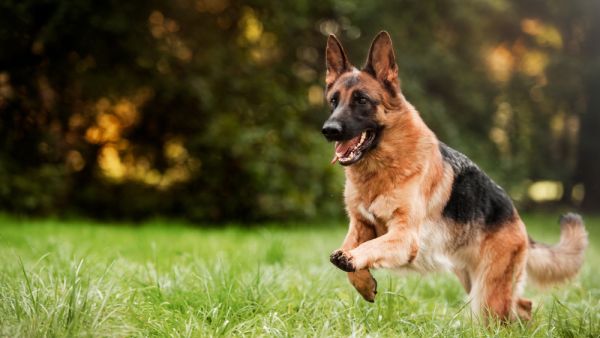 German Shepherd