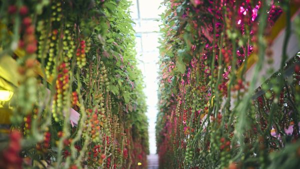 Toyota Cultivates Strawberries and Cherry Tomatoes
