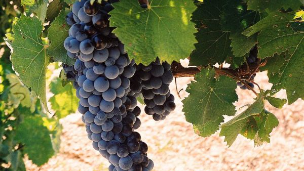 أزمة صعبة يمر بها مزارعو كروم العنب في فرنسا