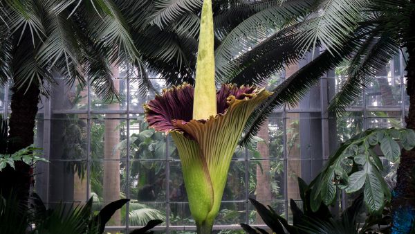 corpse flower