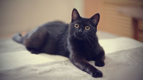  August 17 marks National Black Cat Appreciation Day (Shutterstock)