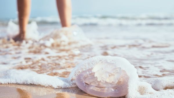طبيب البوابة: 4 أمراض بكتيرية معدية احذروها على الشواطئ 