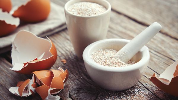 eggshell