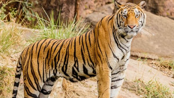 النمر في المنام بشارة خير