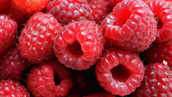 تفسير رؤية التوت في المنام