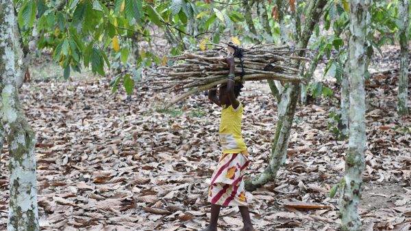 An out-of-school child carrying wood, walking back from a cocoa farm. (Issouf Sanogo/ AFP)