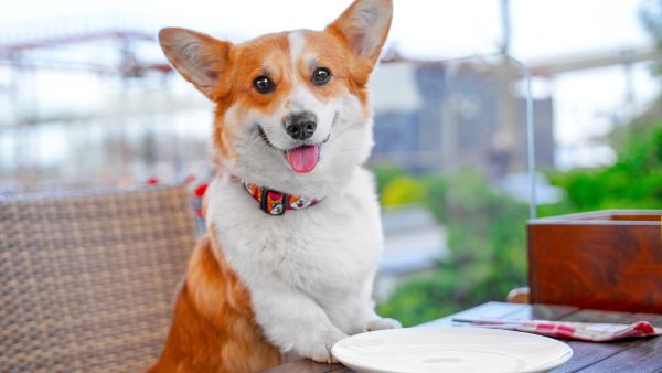 dog restaurant