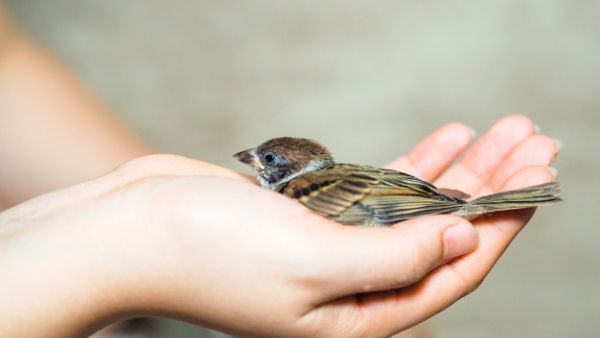 تفسير حلم العصفور في اليد