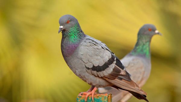 تفسير رؤية الحمام في المنام
