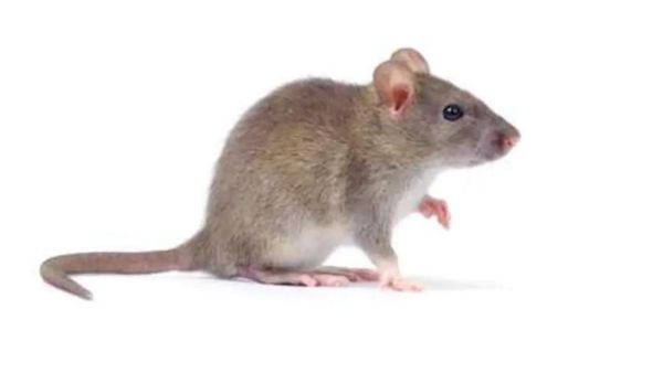 تفسير رؤية الفأر في المنام للعزباء