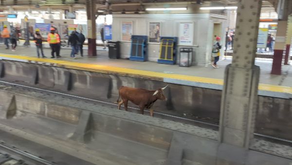 Bull on train tracks near Newark Penn Station: NJ TRANSIT. (X)
