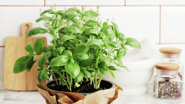 basil leaves
