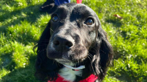 Greenacres Rescue dog