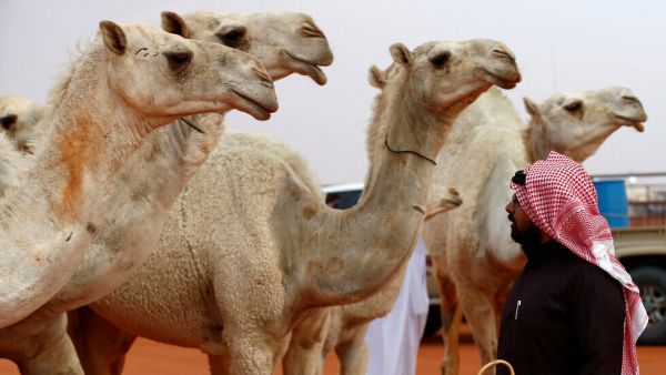 قررت السعودية الاحتفال بسمعة الإبل في العام الجديد 2024