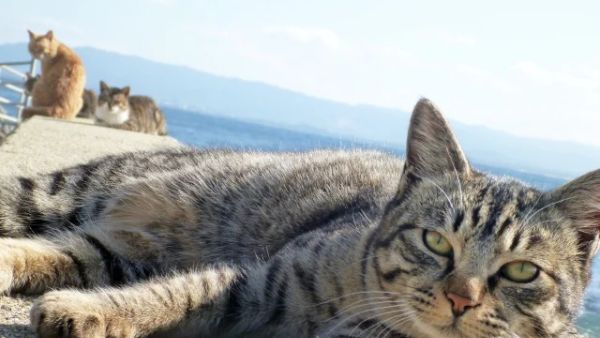 قطط اليابان