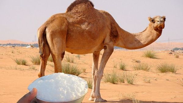 حليب إبل 