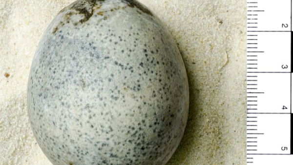 Roman Egg