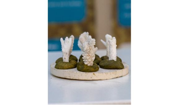 EPAA adopts innovative technologies in coral Cultivation