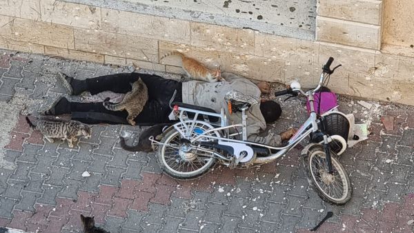 شهيد فلسطيني والقطط من حوله في غزة