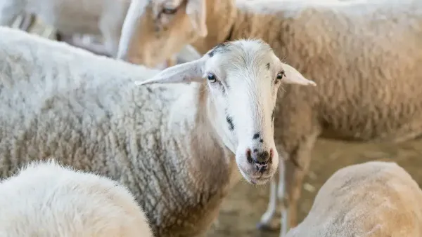 دعاء ذبح الخروف لدفع البلاء وحكم الذبح
