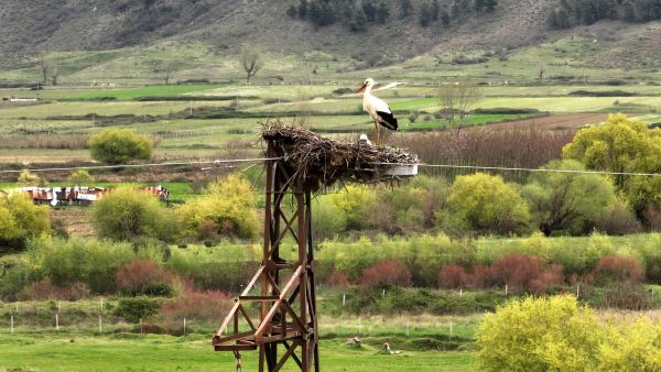 (Photo by Adnan Beci / AFP) migratory birds