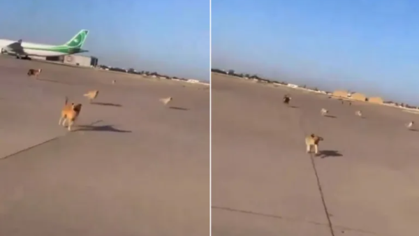 الكلاب تجتاح مطار بغداد الدولي 