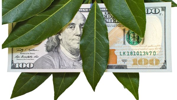 كيفية جذب المال باستخدام أوراق الغار؟