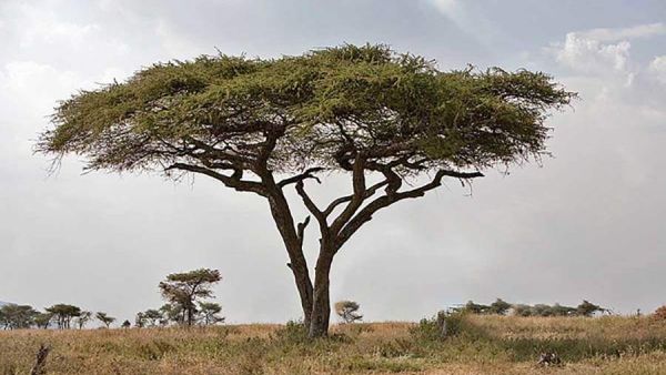 تفسير حلم سحر معلق في شجرة للعزباء وللمتزوجة