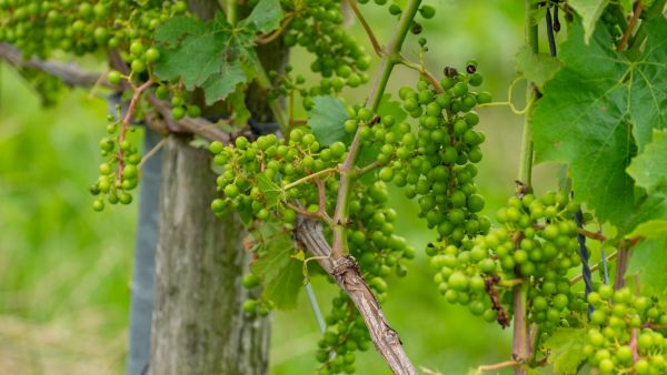 تفسير رؤية الحصرم الأخضر في المنام للعزباء والمتزوجة والحامل والمطلقة تفسير رؤية الحصرم الأخضر في المنام للعزباء والمتزوجة والحامل والمطلقة