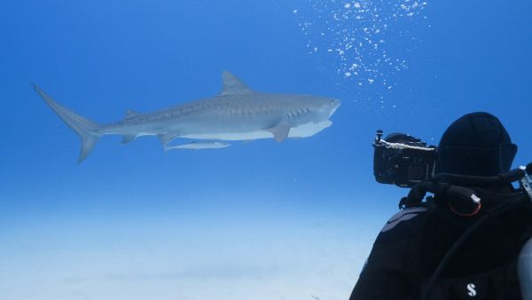 CNN’s Call To Earth Conservationists are protecting the ocean with help from an unusual partner