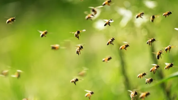 bees