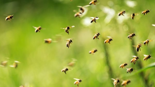 bees