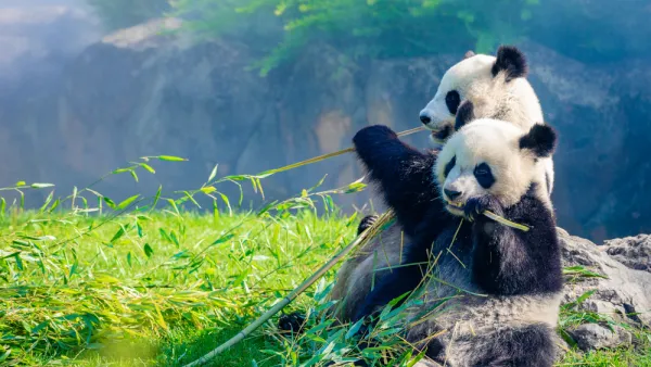 pandas 