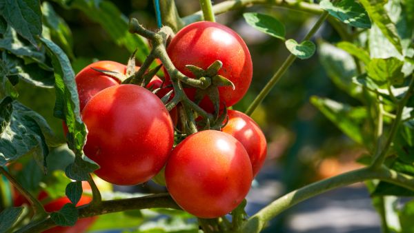 Tomato 