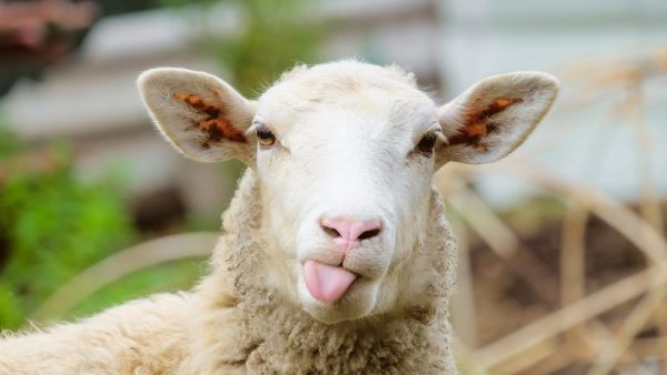 Syrians sheep get plastic surgery, botox, reason is shocking?