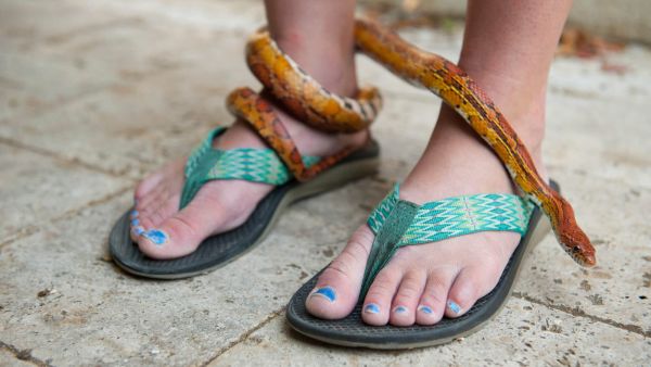 تفسير حلم الثعبان ملفوف على الرجل لابن سيرين
