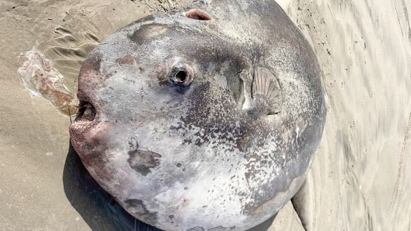 hoodwinker sunfish