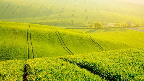 Shutterstock agriculture