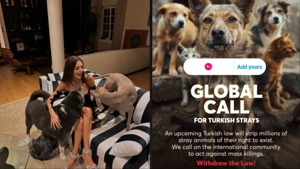 Hande Erçel decries Turkish law on stray animals