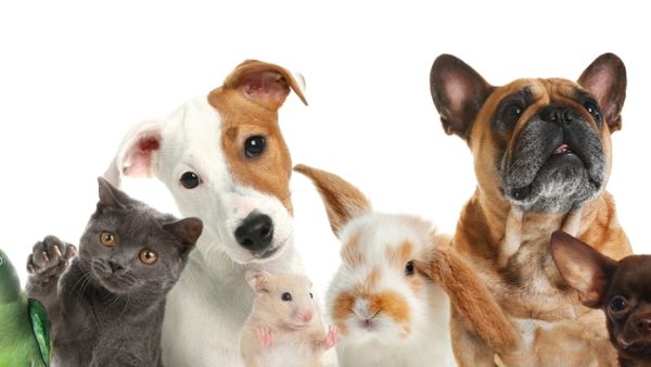 Pet